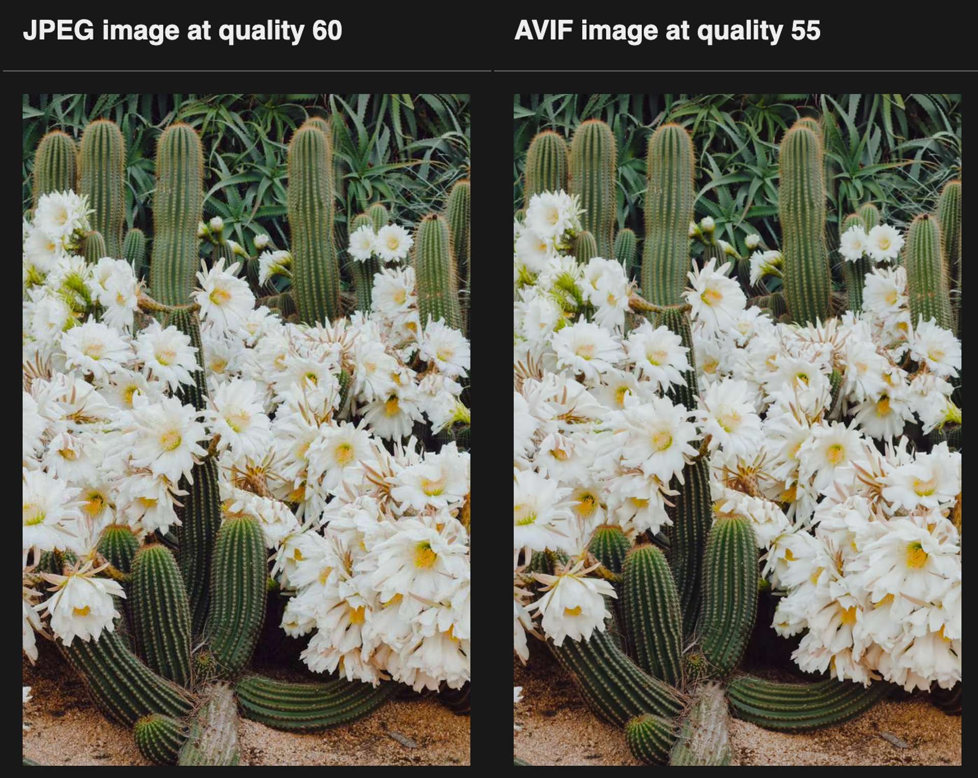 AVIF and WebP supporting high-quality images on a mobile device