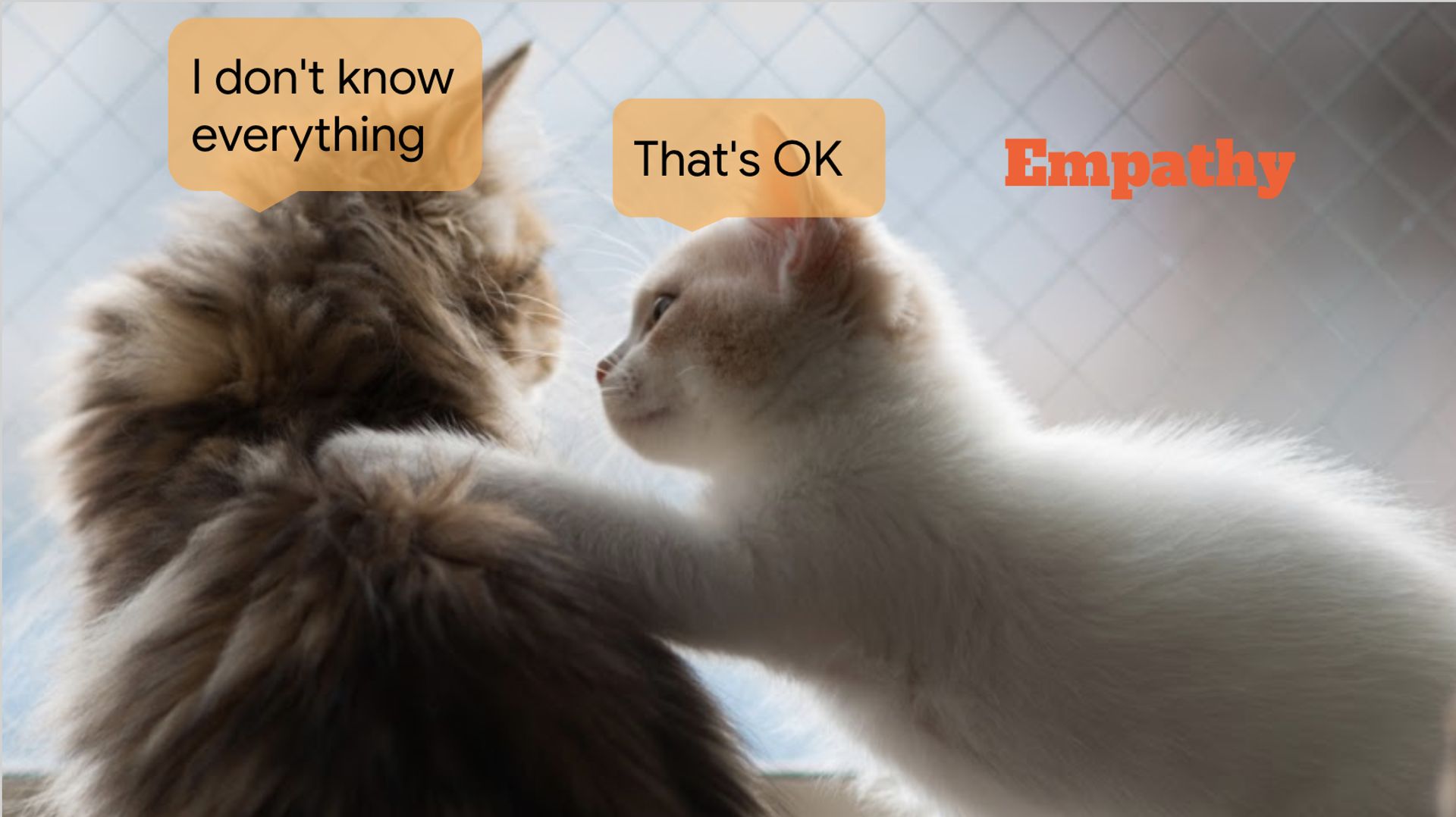 Photo of two cats. One says “I don’t know everything”. The other says “That’s OK”.